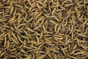 Read more about the article 5 Insektenarten, die man essen kann